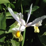 White iris