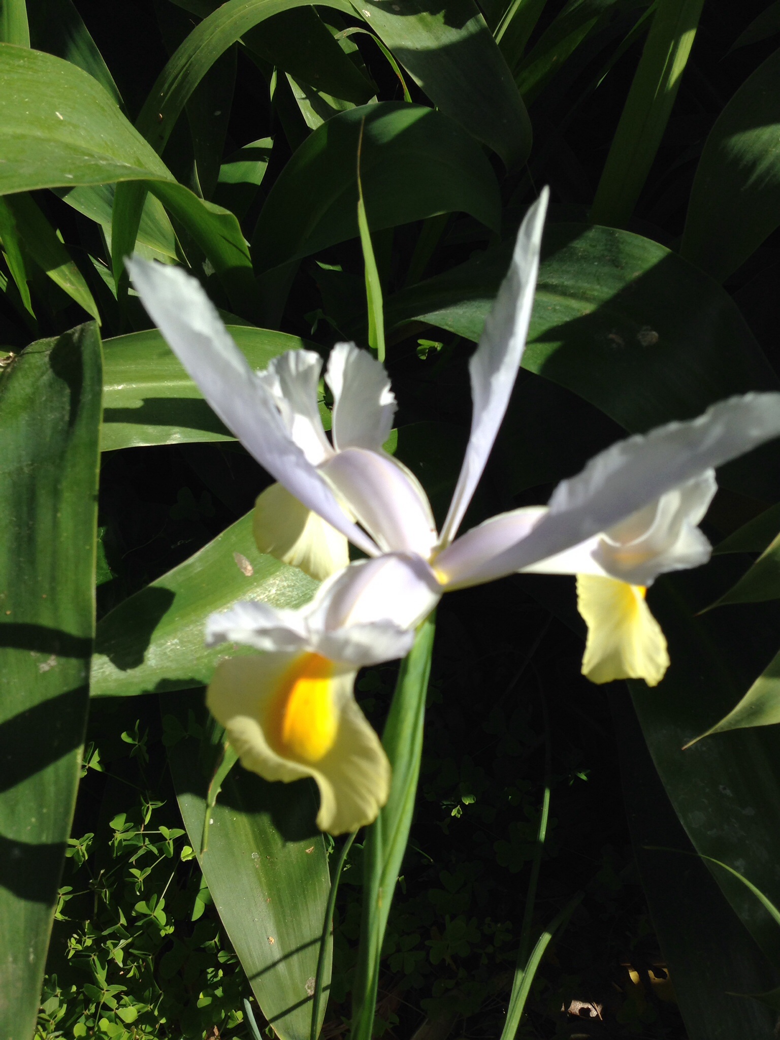 Day 4: in fairness to the Pope